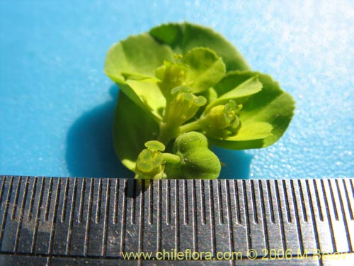 Bild von Euphorbia helioscopia (Pichoa / Pichoga). Klicken Sie, um den Ausschnitt zu vergrössern.