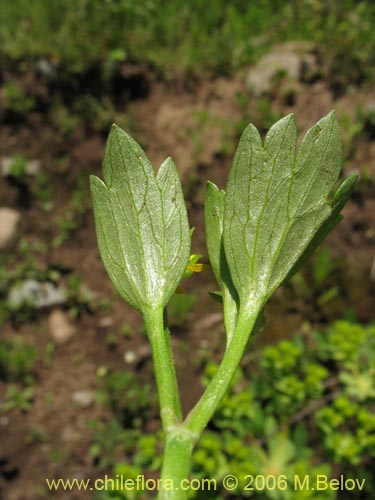 Imágen de Ranunculus muricatus (Botón de oro / Ensalada de ranas / Pata de gallo). Haga un clic para aumentar parte de imágen.