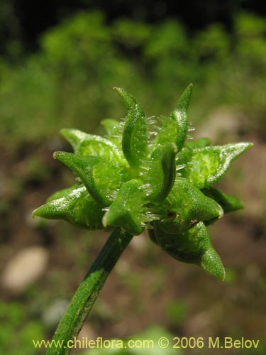 Imágen de Ranunculus muricatus (Botón de oro / Ensalada de ranas / Pata de gallo). Haga un clic para aumentar parte de imágen.