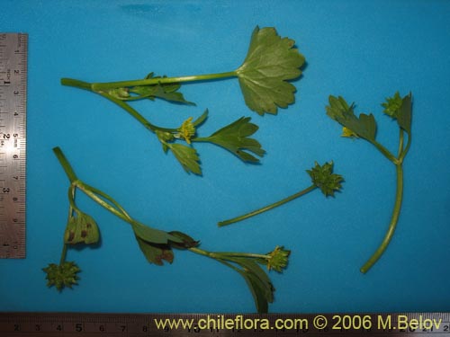Imágen de Ranunculus muricatus (Botón de oro / Ensalada de ranas / Pata de gallo). Haga un clic para aumentar parte de imágen.