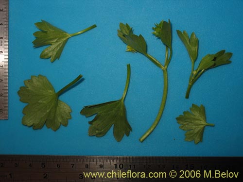 Imágen de Ranunculus muricatus (Botón de oro / Ensalada de ranas / Pata de gallo). Haga un clic para aumentar parte de imágen.