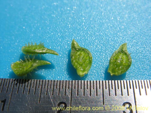 Imágen de Ranunculus muricatus (Botón de oro / Ensalada de ranas / Pata de gallo). Haga un clic para aumentar parte de imágen.