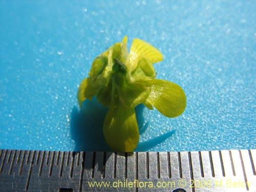 Imágen de Ranunculus muricatus (Botón de oro / Ensalada de ranas / Pata de gallo). Haga un clic para aumentar parte de imágen.