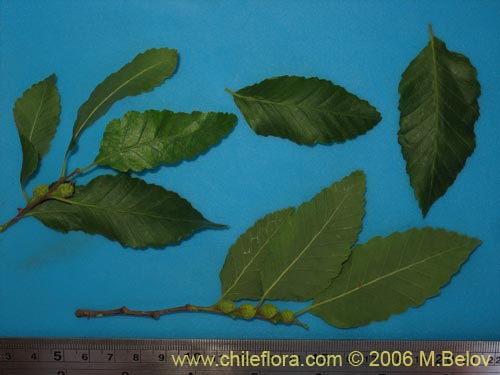 Image of Nothofagus obliqua (). Click to enlarge parts of image.