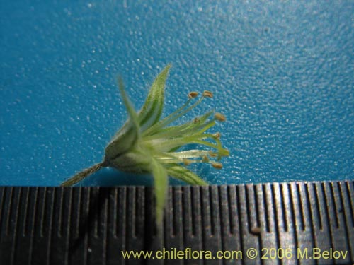 Image of Cissarobryon elegans (). Click to enlarge parts of image.