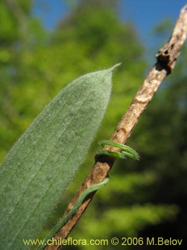 Bild von Lathyrus sp. #1634 (). Klicken Sie, um den Ausschnitt zu vergrössern.