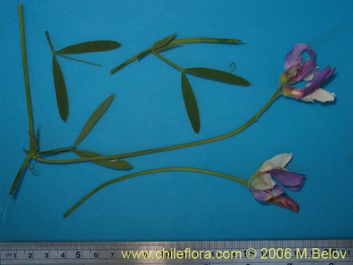 Bild von Lathyrus sp. #1634 (). Klicken Sie, um den Ausschnitt zu vergrössern.