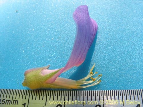 Bild von Lathyrus sp. #1634 (). Klicken Sie, um den Ausschnitt zu vergrössern.