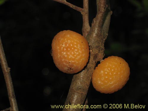 Image of Cyttariaceae sp. #2760 (). Click to enlarge parts of image.