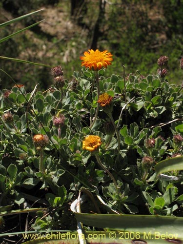 Haplopappus macrocephalus의 사진
