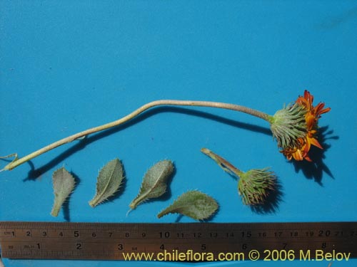 Haplopappus macrocephalus의 사진