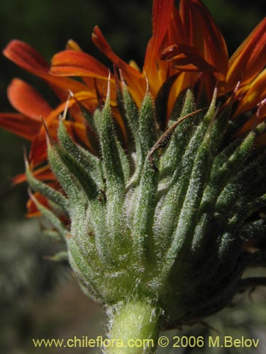 Haplopappus macrocephalus의 사진