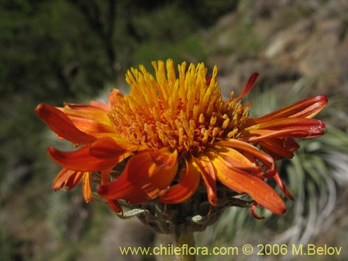 Haplopappus macrocephalus의 사진