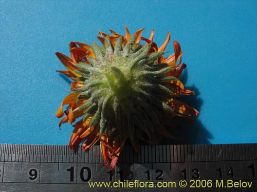 Haplopappus macrocephalus의 사진