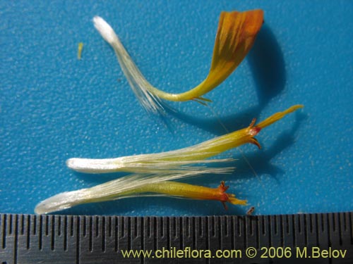 Haplopappus macrocephalus의 사진