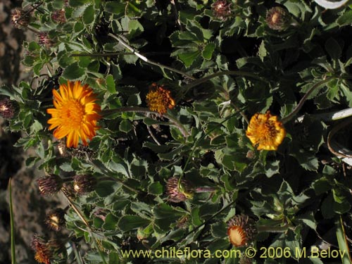 Haplopappus macrocephalus의 사진