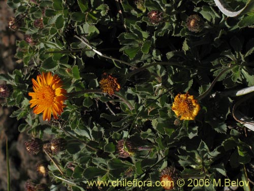 Haplopappus macrocephalus의 사진