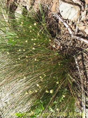 Image of Carex sp. #3090 (). Click to enlarge parts of image.