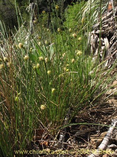 Image of Carex sp. #3090 (). Click to enlarge parts of image.