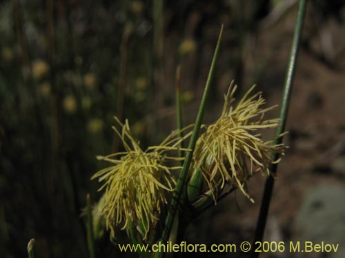 Carex sp. #3090의 사진