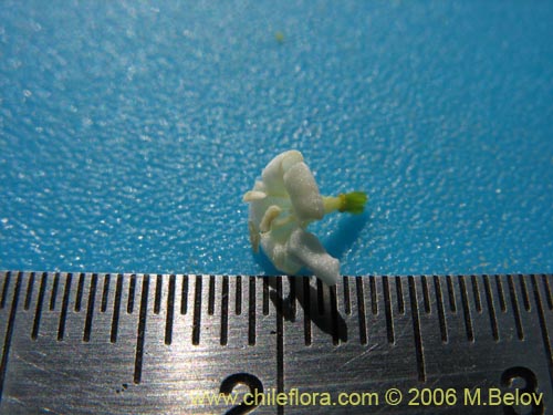 Bild von Valeriana sp. #1635 (). Klicken Sie, um den Ausschnitt zu vergrössern.