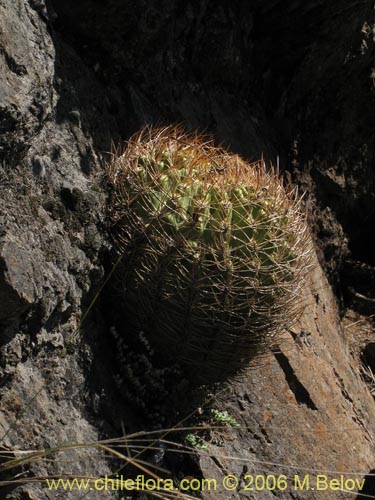 Image of Eriosyce curvispina ssp. curvispina (). Click to enlarge parts of image.