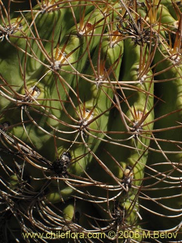 Image of Eriosyce curvispina ssp. curvispina (). Click to enlarge parts of image.