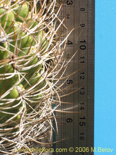 Image of Eriosyce curvispina ssp. curvispina (). Click to enlarge parts of image.