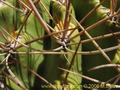 Image of Eriosyce curvispina ssp. curvispina (). Click to enlarge parts of image.