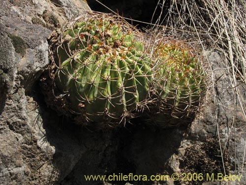Image of Eriosyce curvispina ssp. curvispina (). Click to enlarge parts of image.