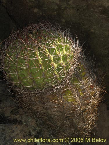 Image of Eriosyce curvispina ssp. curvispina (). Click to enlarge parts of image.