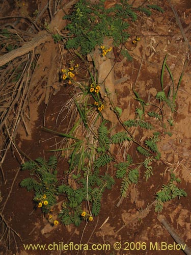 Bild von Adesmia sp. #1636 (). Klicken Sie, um den Ausschnitt zu vergrössern.