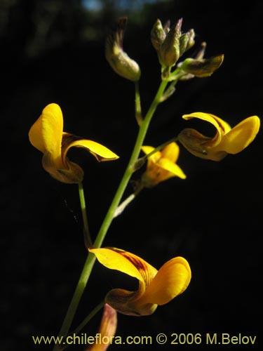 Bild von Adesmia sp. #1636 (). Klicken Sie, um den Ausschnitt zu vergrössern.
