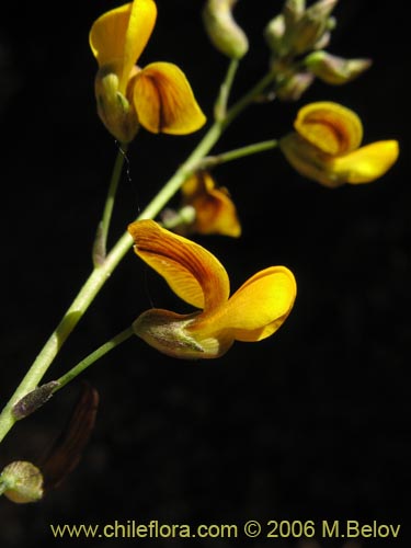 Bild von Adesmia sp. #1636 (). Klicken Sie, um den Ausschnitt zu vergrössern.