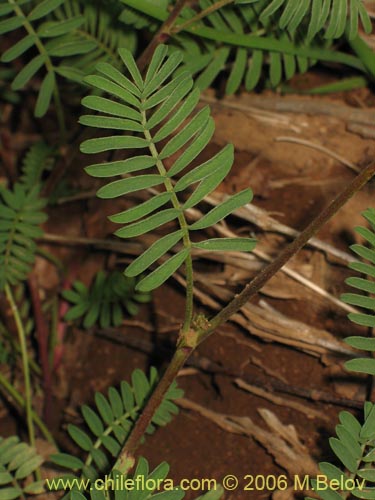 Bild von Adesmia sp. #1636 (). Klicken Sie, um den Ausschnitt zu vergrössern.