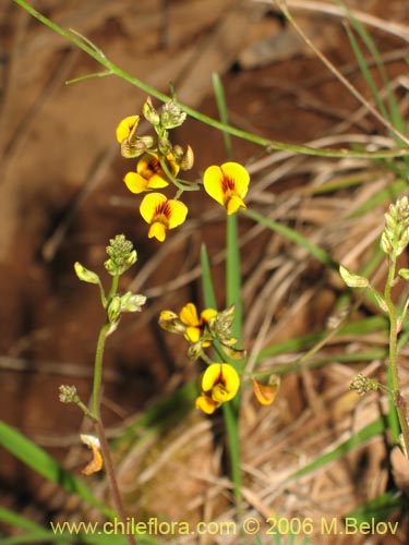Bild von Adesmia sp. #1636 (). Klicken Sie, um den Ausschnitt zu vergrössern.