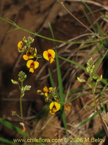 Imágen de Adesmia sp. #1636 (). Haga un clic para aumentar parte de imágen.