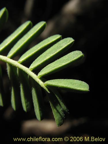 Imágen de Adesmia sp. #1636 (). Haga un clic para aumentar parte de imágen.