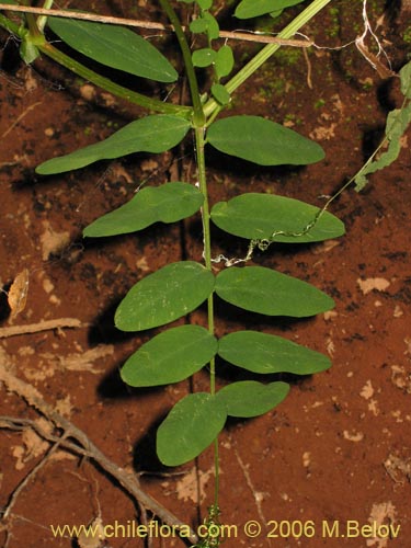 Imágen de Vicia magnifolia (Arvejilla). Haga un clic para aumentar parte de imágen.