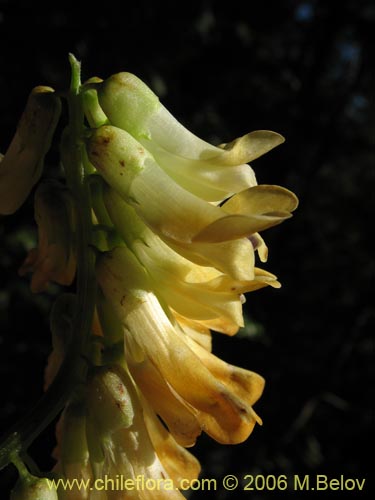 Bild von Vicia magnifolia (Arvejilla). Klicken Sie, um den Ausschnitt zu vergrössern.