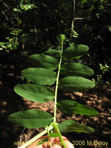 Bild von Vicia magnifolia (Arvejilla). Klicken Sie, um den Ausschnitt zu vergrössern.