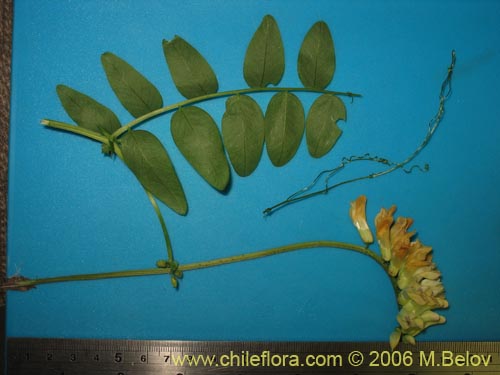 Bild von Vicia magnifolia (Arvejilla). Klicken Sie, um den Ausschnitt zu vergrössern.