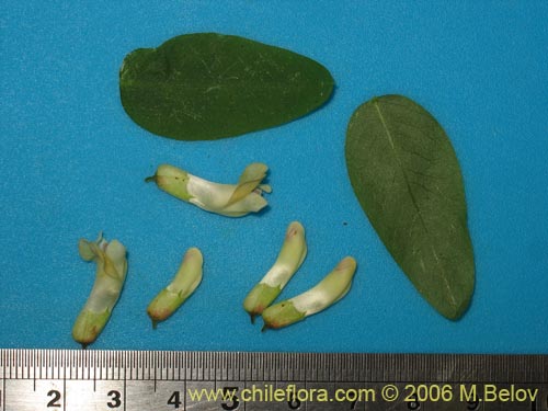 Bild von Vicia magnifolia (Arvejilla). Klicken Sie, um den Ausschnitt zu vergrössern.