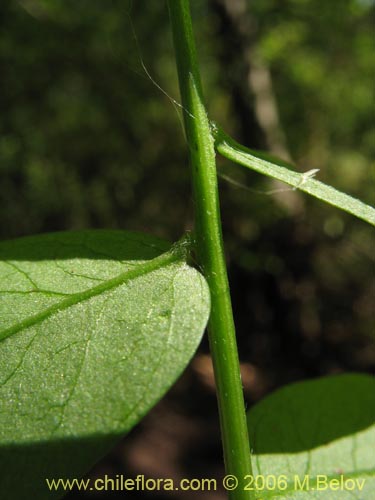 Bild von Vicia magnifolia (Arvejilla). Klicken Sie, um den Ausschnitt zu vergrössern.