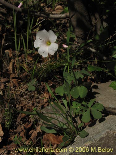Image of Oxalis arenaria (Vinagrillo / Culle). Click to enlarge parts of image.