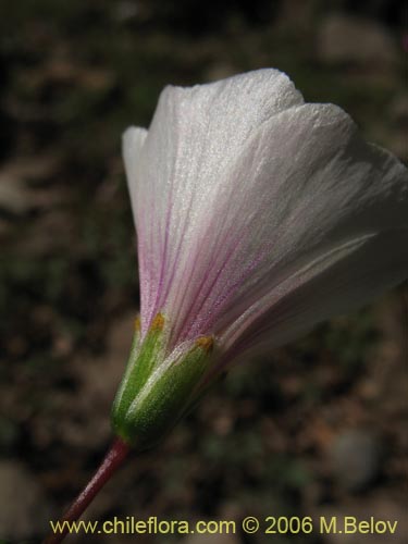 Image of Oxalis arenaria (Vinagrillo / Culle). Click to enlarge parts of image.