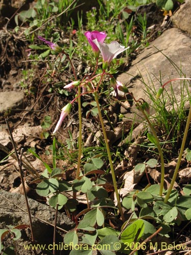 Image of Oxalis arenaria (Vinagrillo / Culle). Click to enlarge parts of image.