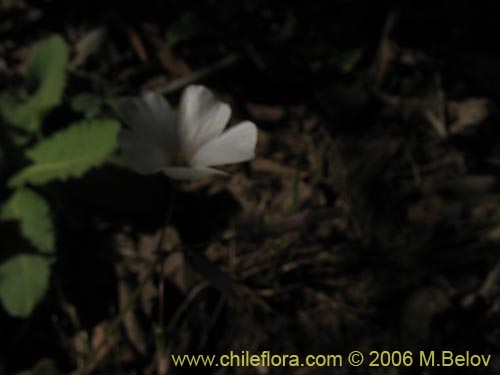 Image of Oxalis arenaria (Vinagrillo / Culle). Click to enlarge parts of image.