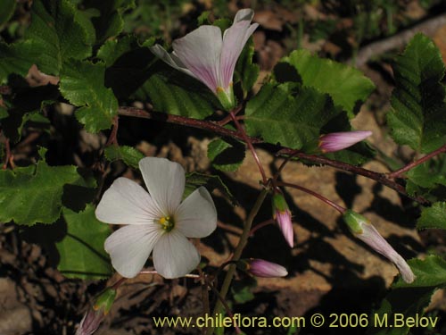 Image of Oxalis arenaria (Vinagrillo / Culle). Click to enlarge parts of image.