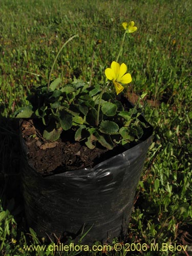 Image of Viola reichei (). Click to enlarge parts of image.